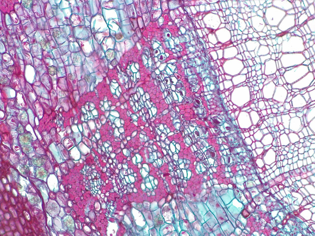 Tilia Stem CS Slides - Tilia Stem CS 01 400X